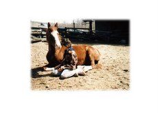 Equine volunteer program