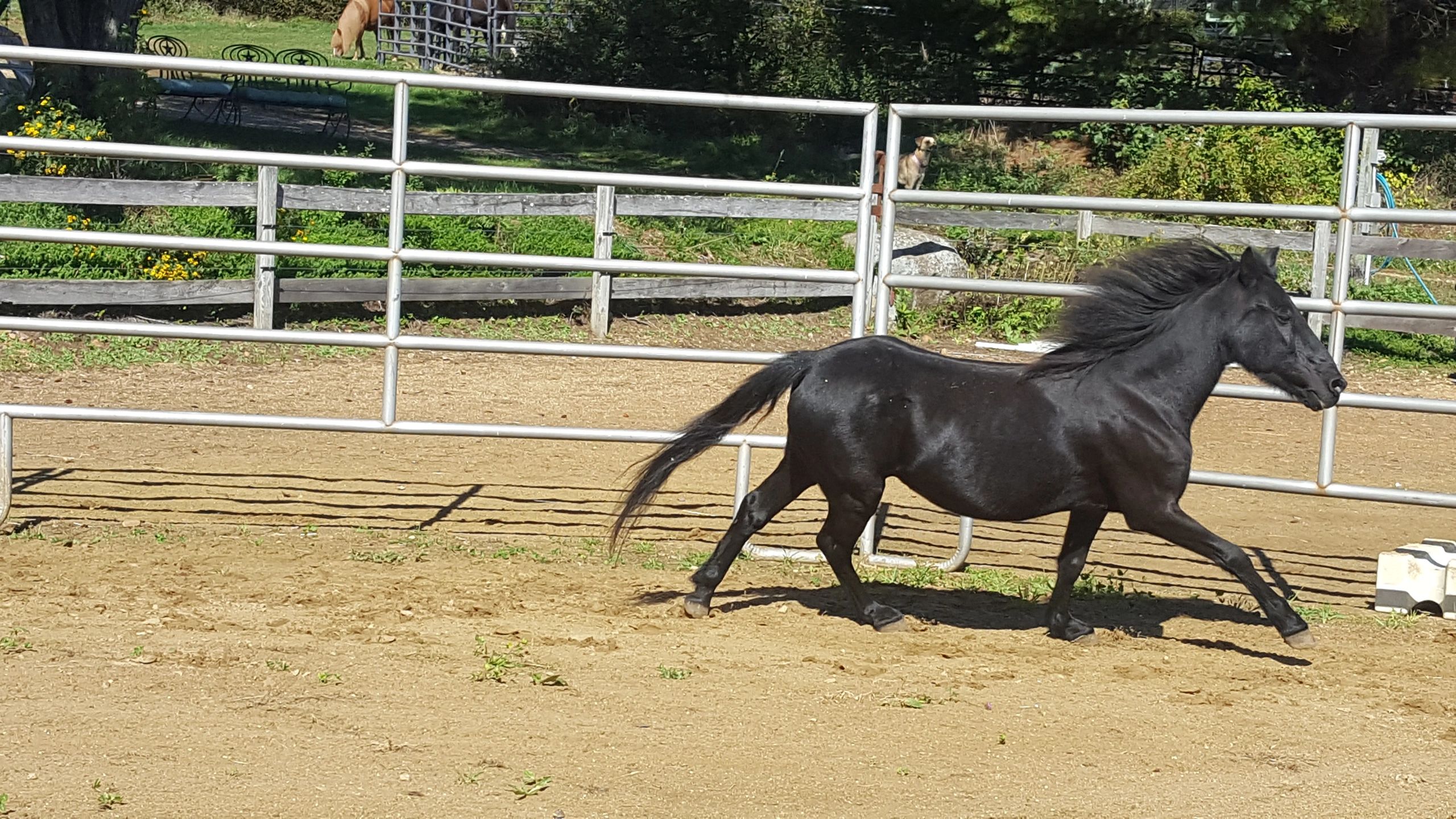 Horse rescue farm