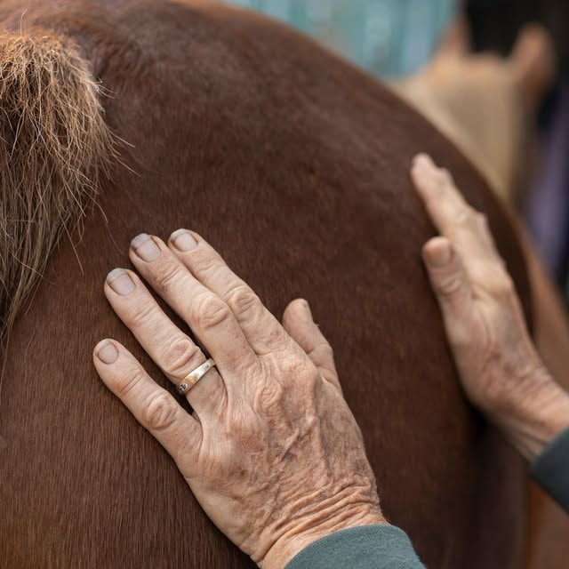 Caring hands gently petting a rescue horse — the heart of CNEER's mission